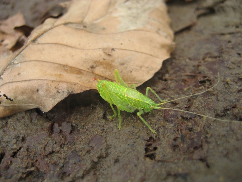 Meconema thalassinum - No Cyrtaspis scutata